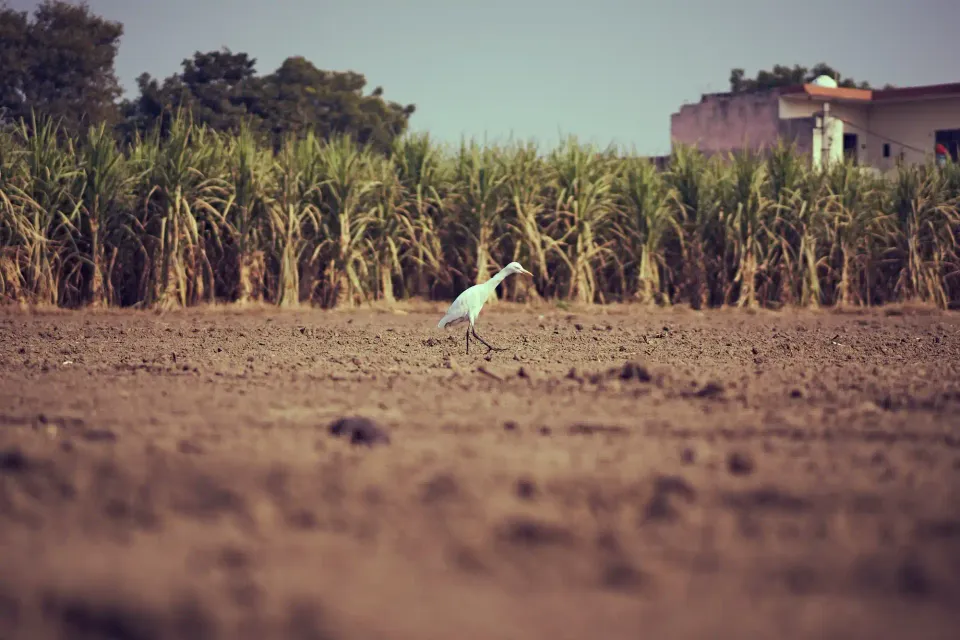 Sugarcane Cluster - Nangal