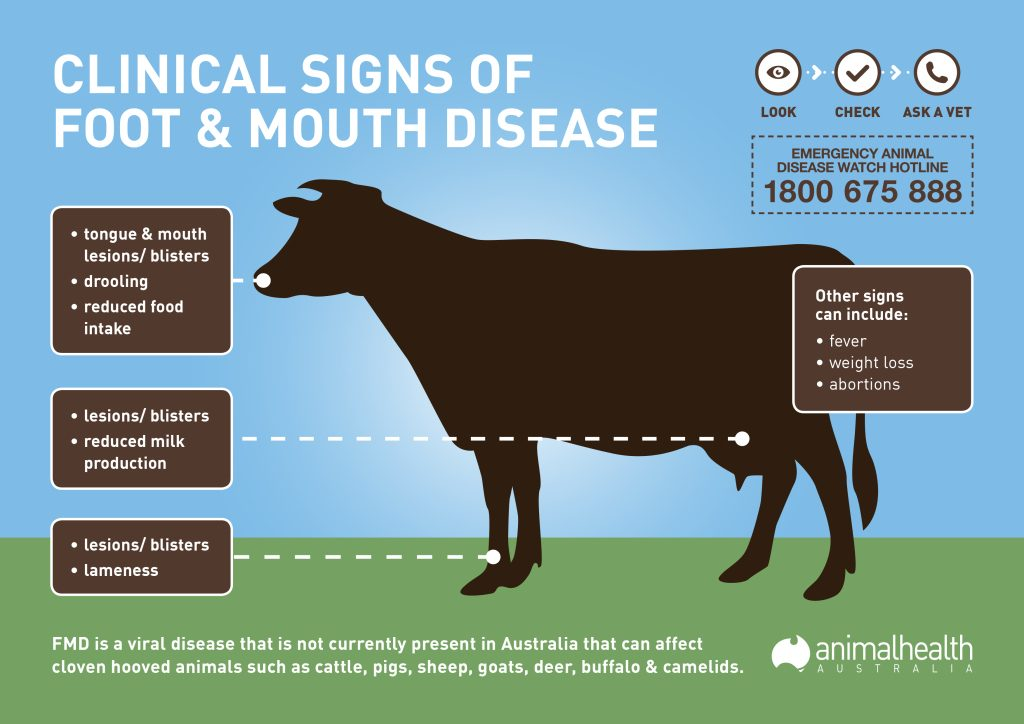 खुरपका और मुंहपका रोग (FMD)