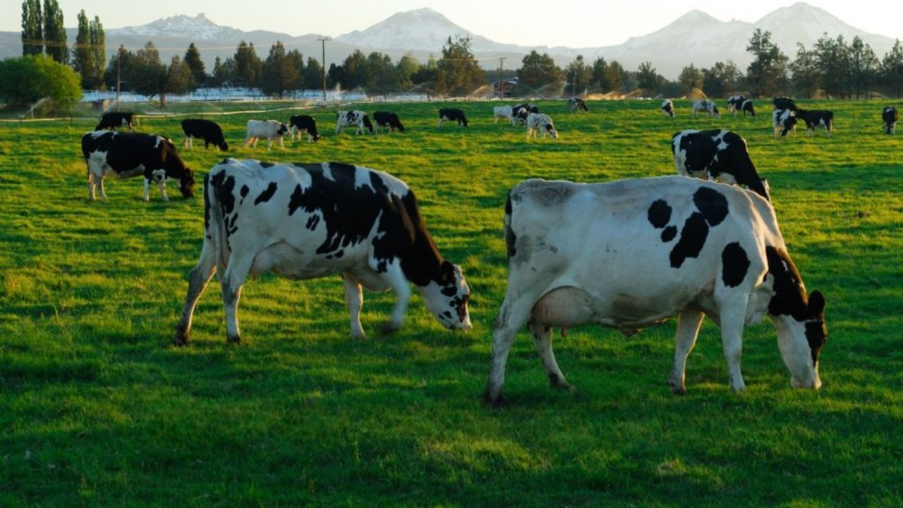 Funding for Dairy Business